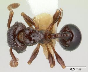 Pristomyrmex africanus casent0178303 dorsal 1.jpg