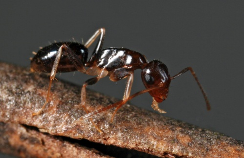 Shattuck C30453, ANIC32-023708, Camponotus macrocephalus, near Bungendore, NSW-final resize.jpg