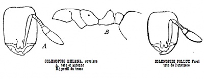 Solenopsis helena and pollux Forel 1985.jpg