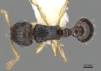 Tetramorium intermedium D zfmkhym20096113.jpg