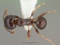 Tetramorium pogonion castype13390 dorsal 1.jpg