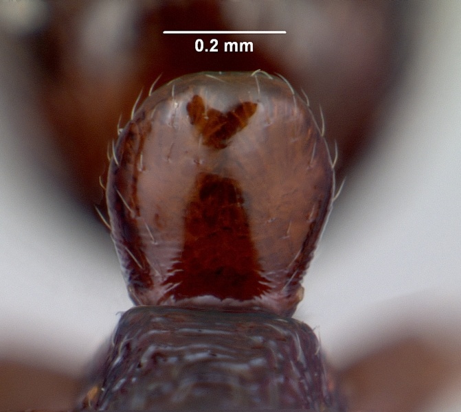 File:Anochetus pattersoni casent0068352 profile 2.jpg