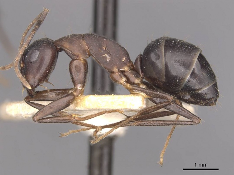 File:Camponotus thraso casent0910117 p 1 high.jpg