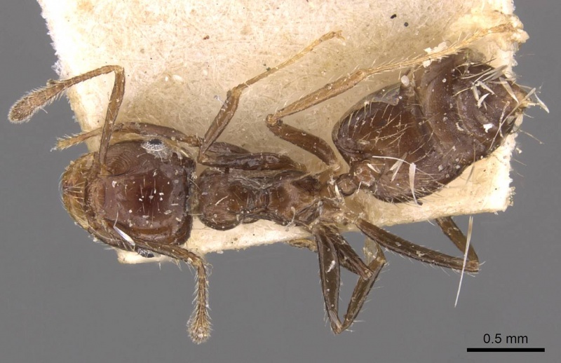 File:Crematogaster limata casent0908434 d 1 high.jpg