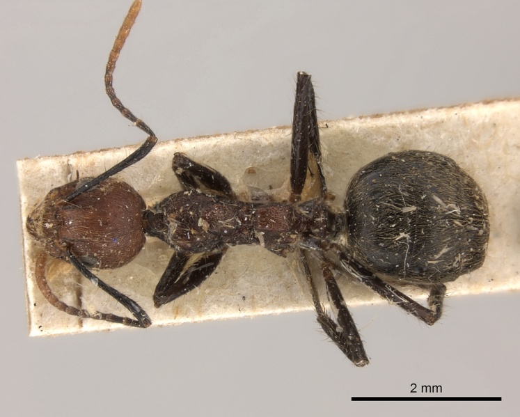 File:Dolichoderus cogitans casent0217393 d 1 high.jpg