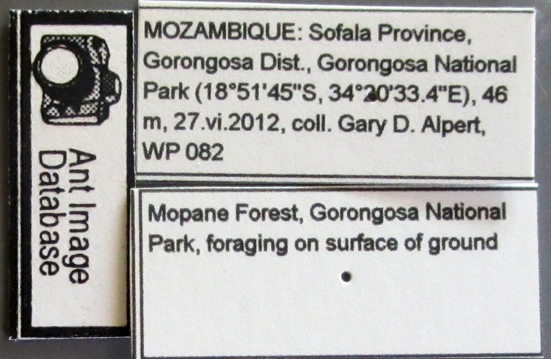 File:MCZ ENT Camponotus MOZ sp15 lbs.jpg
