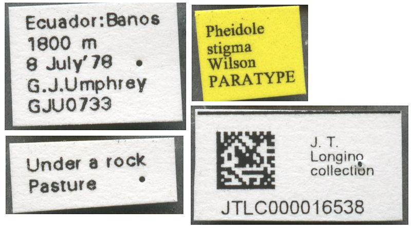File:Pheidole stigma jtlc000016538 l 1 high.jpg