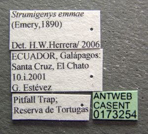 Strumigenys emmae casent0173254 label 1.jpg