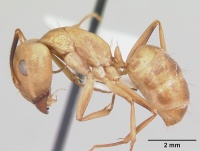 Camponotus absquatulator casent0103107 profile 1.jpg