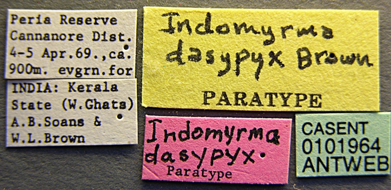 File:Indomyrma dasypyx casent0101964 label 1.jpg