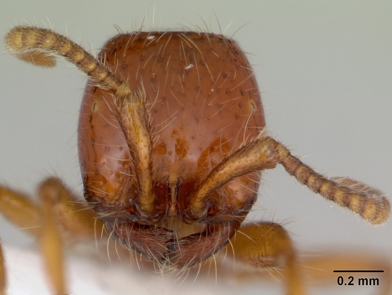 File:Neivamyrmex angustinodis casent0173519 head 1.jpg