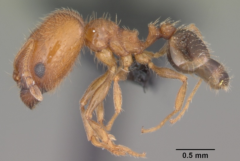 File:Pheidole californica casent0006758 profile 1.jpg