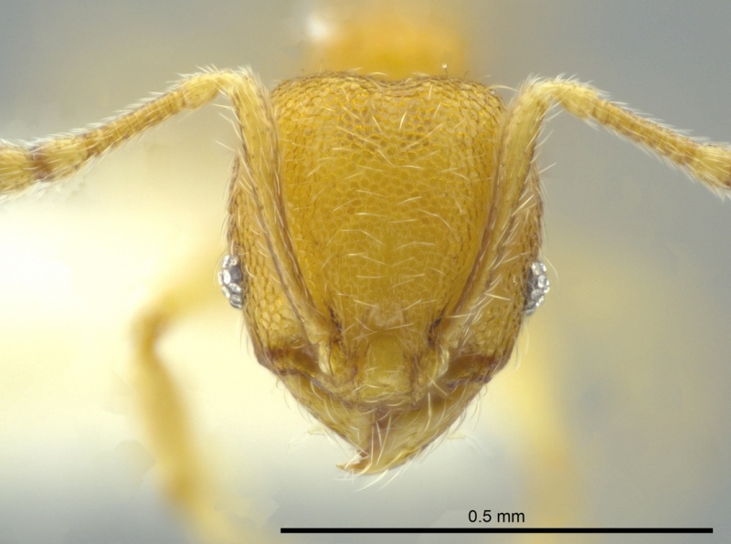 File:Pheidole cardiella casent0624244 h 1 high.jpg