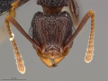 Tetramorium longicorne MOZ hef.jpg