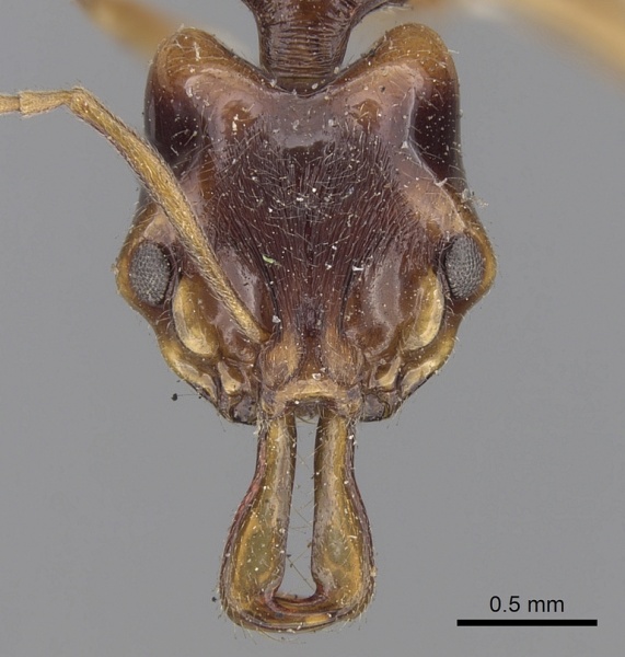 File:Anochetus madaraszi casent0281885 h 1 high.jpg