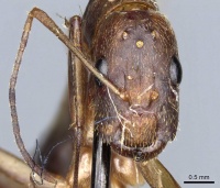 Camponotus leptocephalus casent0905503 h 1 high.jpg