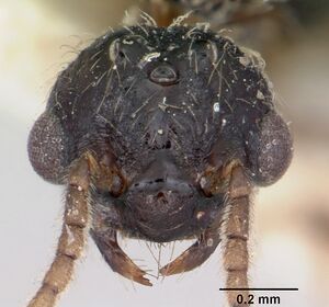 Crematogaster agnetis casent0101760 head 1.jpg