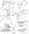 Dlussky & Dubovikov 2013-6Yantaromyrmex-geinitzi.jpg