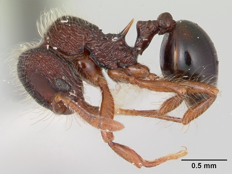 File:Lachnomyrmex regularis inbiocri001613693 profile 1.jpg