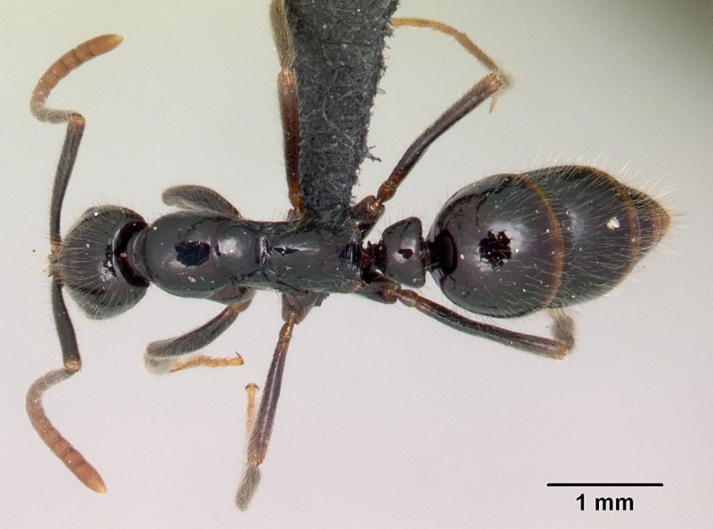 File:Leptogenys edsoni casent0149872 d 1 high.jpg