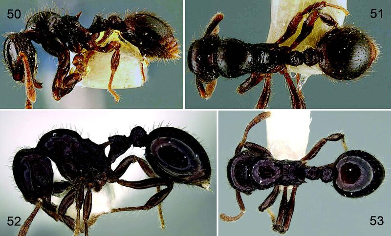 File:Liu, X., Xu. Z. et al. 2021. Taxonomic review of the ant genus Lordomyrma from China (10.20362@am.014007), Figs. 50-53.jpg