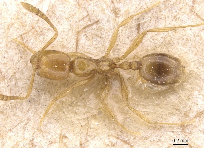 File:Monomorium jonesi casent0913810 d 1 high.jpg