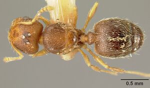 Pheidole karolmorae inbiocri001218191 d 1 high.jpg