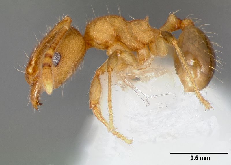 File:Pheidole navigans casent0005743 p 1 high.jpg