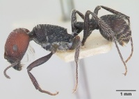 Pogonomyrmex variabilis casent0173350 profile 1.jpg