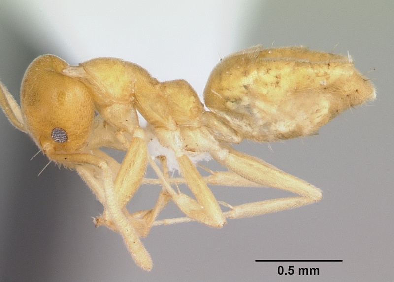 File:Technomyrmex docens casent0439766 profile 1.jpg