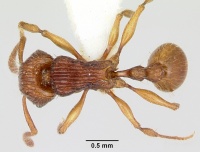 Tetramorium isectum casent0172829 dorsal 1.jpg