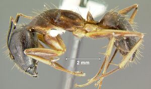 Camponotus-barbatusL1.6x.jpg