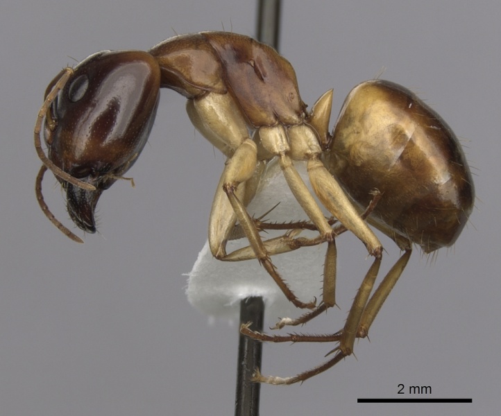 File:Camponotus gibbinotus casent0280169 p 1 high.jpg