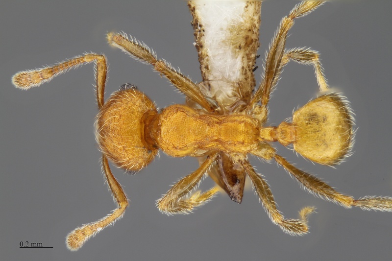 File:MCZ-ENT00516906 Pheidole sp10 had.jpg