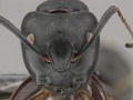 Mcz-ent00668319 Camponotus modoc soldier hef.jpg