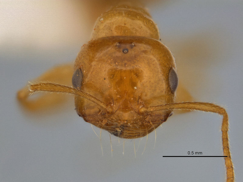 File:Melophorus pusillus major head JDM32-004668.jpg