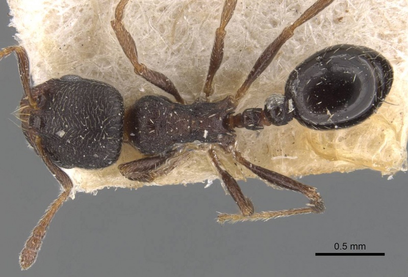 File:Oxyopomyrmex krueperi casent0907759 d 1 high.jpg