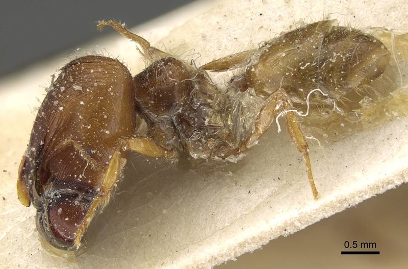 File:Pheidole minensis casent0922386 p 1 high.jpg