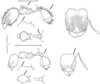 Pheidole stomachosa Wilson 2003.jpg