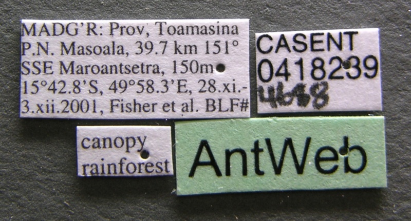 File:Tapinoma subtile casent0418239 label 1.jpg