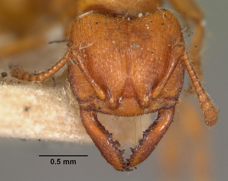 File:Amblyopone clarki casent0102194 head 1.jpg