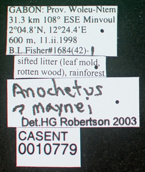 File:Anochetus pellucidus casent0010779 label 1.jpg