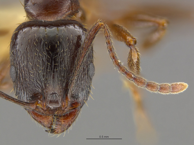 File:Mcz-ent00668799 Aphaenogaster occidentalis worker hef.jpg