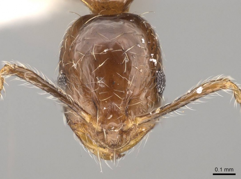 File:Monomorium kineti casent0914328 h 1 high.jpg