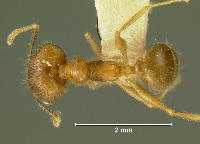 File:Pheidole-fervensD3.2.jpg