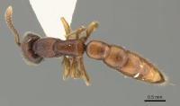 Stigmatomma octodentatum casent0235342 d 1 high.jpg