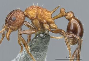 Tetramorium carinatum casent0904800 p 1 high.jpg