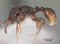 Tetramorium dysalum casent0102348 profile 1.jpg