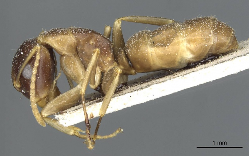 File:Camponotus limbiventris casent0911872 p 1 high.jpg