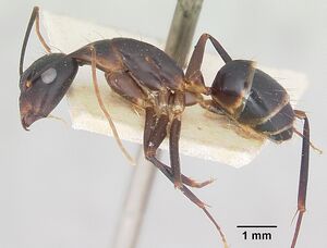 Camponotus maculatus casent0101340 profile 1.jpg
